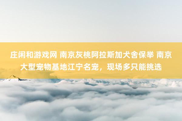 庄闲和游戏网 南京灰桃阿拉斯加犬舍保举 南京大型宠物基地江宁名宠，现场多只能挑选