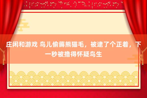 庄闲和游戏 鸟儿偷薅熊猫毛，被逮了个正着，下一秒被撸得怀疑鸟生