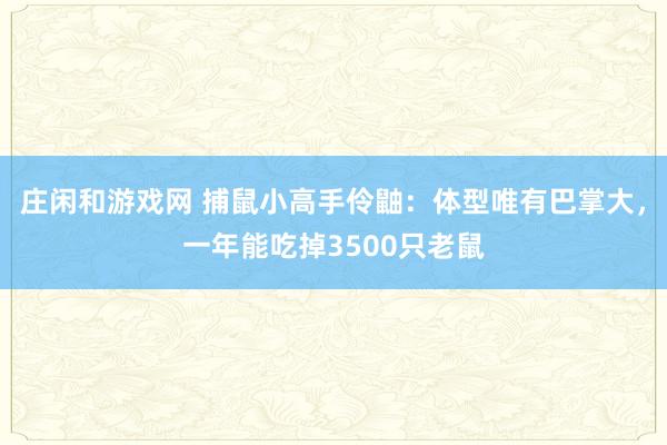 庄闲和游戏网 捕鼠小高手伶鼬：体型唯有巴掌大，一年能吃掉3500只老鼠